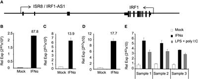 ISR8/IRF1-AS1 Is Relevant for IFNα and NF-κB Responses